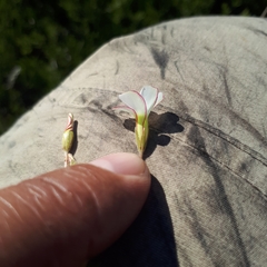 Oxalis tenuifolia