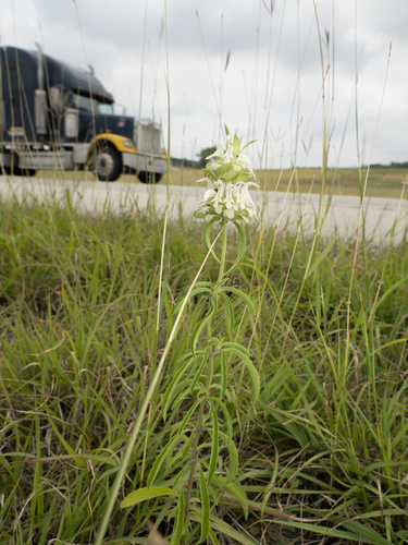 Lemon beebalm (Monarda citriodora)