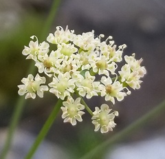 Perideridia californica