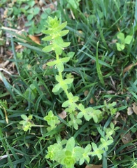 Cruciata pedemontana