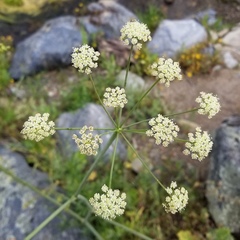 Perideridia californica