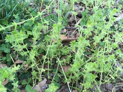 Cruciata pedemontana