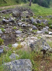 Perideridia californica