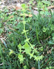 Cruciata pedemontana