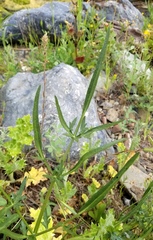 Perideridia californica