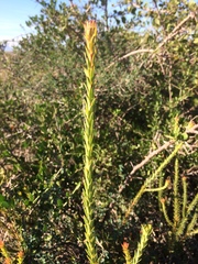 Leucadendron stellare