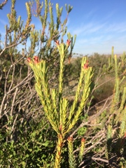 Leucadendron stellare