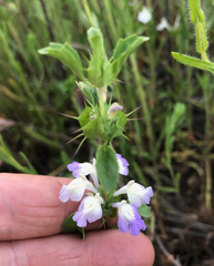 Acanthomintha ilicifolia
