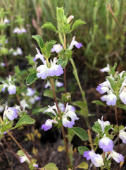 Acanthomintha ilicifolia