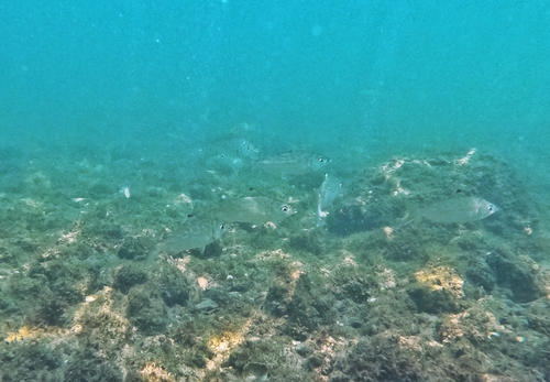 Pacific flagfin mojarra (Eucinostomus currani) — Gerreidae