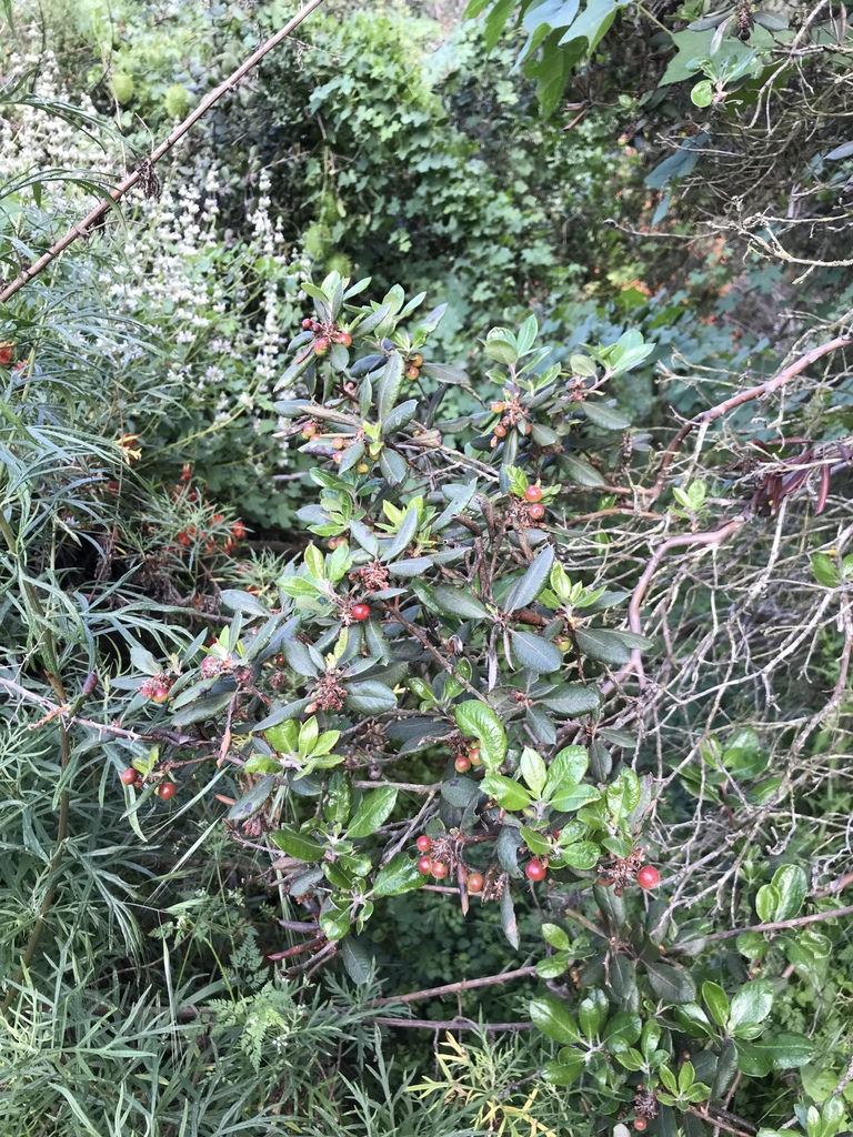 mission manzanita from 91489178 Harmony Grove Rd, Escondido, CA, US on