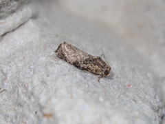Sycacantha