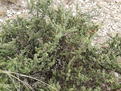 Condalia mexicana