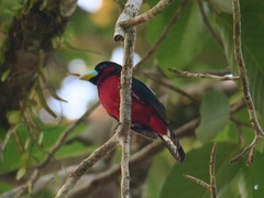 Cymbirhynchus macrorhynchos