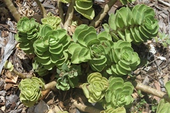 Portulaca molokiniensis