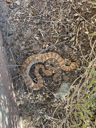 iNaturalist observation photo of Southwestern Speckled Rattlesnake