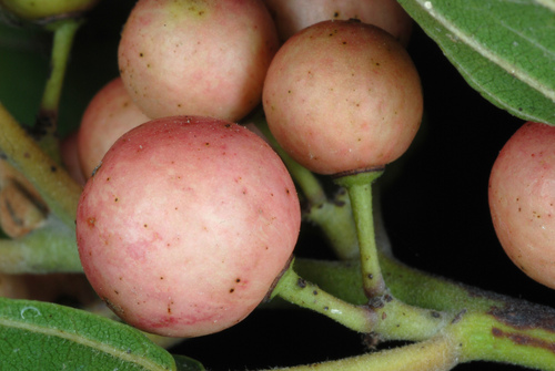 Carolina Buckthorn