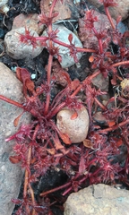 Chorizanthe polygonoides longispina