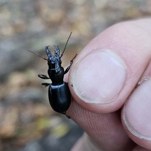 Straight-jawed Pedunculate Ground Beetle photo 5
