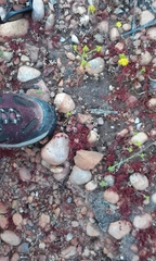 Chorizanthe polygonoides longispina