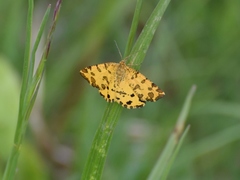 Pseudopanthera macularia