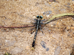 Arigomphus villosipes