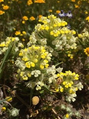 Castilleja campestris
