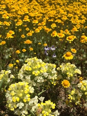 Castilleja campestris