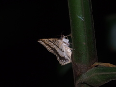 Calletaera subexpressa