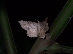Calletaera subexpressa