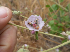 Closterocoris amoenus