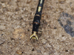 Arigomphus villosipes