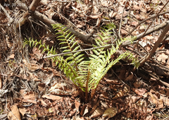 Dryopteris crassirhizoma