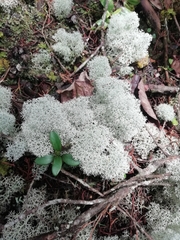 Cladonia sandstedei