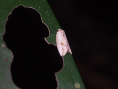 Strotihypera macroplaga