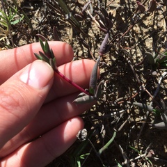 Lampranthus spiniformis