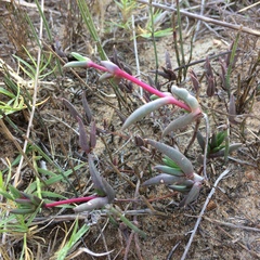 Lampranthus spiniformis