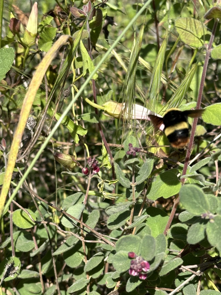 Crotch s bumble bee from poinsettia ventura ca us on april 28 2024