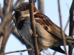 Passer domesticus