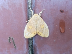 Euproctis quadrangularis