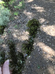 Orthotrichum papillosum