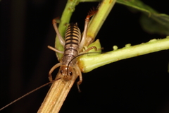Hemideina crassidens