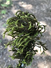 Orthotrichum papillosum
