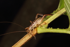 Hemideina crassidens
