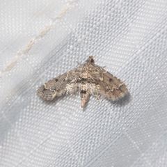 Sufetula