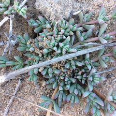 Lampranthus debilis