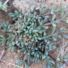 Lampranthus debilis