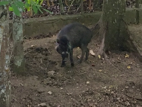 ヴィサヤンヒゲイノシシ