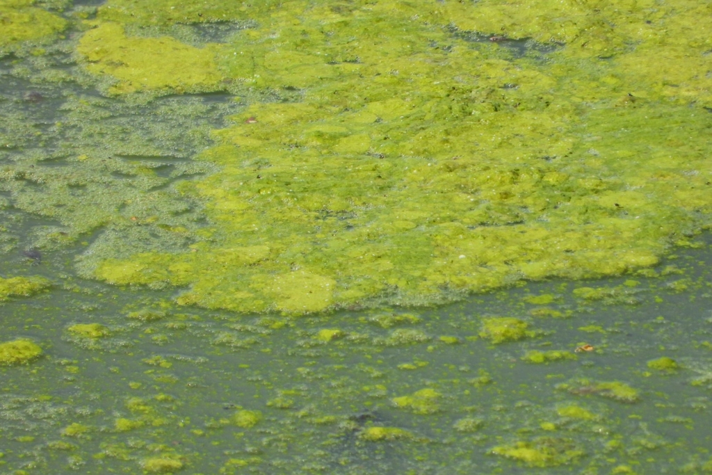 charophyte algae from El Dean, Guadalajara, Jal., México on April 28 ...