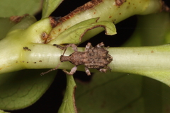 Chalepistes inaequalis